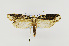  ( - USNMENT00656589)  @14 [ ] Copyright (2011) Jean-Francois Landry Canadian National Collection