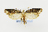  ( - USNMENT00656594)  @14 [ ] Copyright (2011) Jean-Francois Landry Canadian National Collection