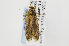  ( - USNMENT00656632)  @13 [ ] Copyright (2011) Jean-Francois Landry Canadian National Collection