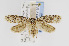  ( - USNMENT00656793)  @13 [ ] Copyright (2011) Jean-Francois Landry Canadian National Collection