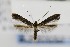  (Caloptilia scutellariella - USNMENT00656973)  @13 [ ] Copyright (2011) Jean-Francois Landry Canadian National Collection