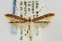  (Caloptilia alnicolella - USNMENT00657098)  @14 [ ] Copyright (2011) Jean-Francois Landry Canadian National Collection