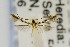  (Eucosmophora ingae - USNMENT00657169)  @13 [ ] Copyright (2011) Jean-Francois Landry Canadian National Collection