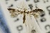  (Metriochroa psychotriella - USNMENT00657185)  @13 [ ] Copyright (2011) Jean-Francois Landry Canadian National Collection
