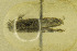  ( - CNCLEP00059231)  @12 [ ] CreativeCommons - Attribution Non-Commercial Share-Alike (2014) Jean-Francois Landry Canadian National Collection