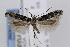  ( - CNCLEP00077034)  @14 [ ] CreativeCommons - Attribution Non-Commercial Share-Alike (2013) Jean-Francois Landry Canadian National Collection