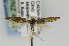  ( - CNCLEP00091873)  @11 [ ] CreativeCommons - Attribution Non-Commercial Share-Alike (2013) Jean-Francois Landry Canadian National Collection
