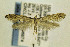  ( - CNCLEP00096974)  @14 [ ] CreativeCommons - Attribution Non-Commercial Share-Alike (2014) Jean-Francois Landry Canadian National Collection