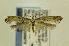  ( - CNCLEP00096975)  @14 [ ] CreativeCommons - Attribution Non-Commercial Share-Alike (2014) Jean-Francois Landry Canadian National Collection