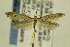  ( - CNCLEP00096976)  @14 [ ] CreativeCommons - Attribution Non-Commercial Share-Alike (2014) Jean-Francois Landry Canadian National Collection