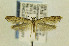  ( - CNCLEP00096977)  @14 [ ] CreativeCommons - Attribution Non-Commercial Share-Alike (2014) Jean-Francois Landry Canadian National Collection