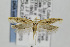  ( - CNCLEP00097070)  @14 [ ] CreativeCommons - Attribution Non-Commercial Share-Alike (2013) Jean-Francois Landry Canadian National Collection