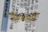  ( - CNCLEP00097158)  @13 [ ] CreativeCommons - Attribution Non-Commercial Share-Alike (2013) Jean-Francois Landry Canadian National Collection