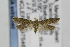  ( - CNCLEP00097546)  @14 [ ] CreativeCommons - Attribution Non-Commercial Share-Alike (2013) Jean-Francois Landry Canadian National Collection