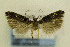  ( - CNCLEP00114177)  @11 [ ] CreativeCommons - Attribution Non-Commercial Share-Alike (2014) Jean-Francois Landry Canadian National Collection