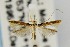 (Eucosmophora manilkarae - USNMENT00657257)  @11 [ ] Copyright (2011) Jean-Francois Landry Canadian National Collection