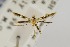  (Eucosmophora dives - USNMENT00657280)  @11 [ ] Copyright (2011) Jean-Francois Landry Canadian National Collection