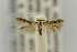  (Scythris JFL161 - CNCLEP00015744)  @12 [ ] CreativeCommons - Attribution Non-Commercial Share-Alike (2012) Jean-Francois Landry Canadian National Collection
