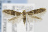  ( - CNCLEP00035872)  @14 [ ] CreativeCommons - Attribution Non-Commercial Share-Alike (2013) Jean-Francois Landry Canadian National Collection