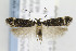  ( - CNCLEP00077656)  @13 [ ] CreativeCommons - Attribution Non-Commercial Share-Alike (2013) Jean-Francois Landry Canadian National Collection