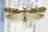  ( - CNCLEP00078172)  @14 [ ] CreativeCommons - Attribution Non-Commercial Share-Alike (2013) Jean-Francois Landry Canadian National Collection