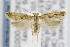  ( - CNCLEP00078239)  @15 [ ] CreativeCommons - Attribution Non-Commercial Share-Alike (2013) Jean-Francois Landry Canadian National Collection
