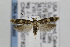 ( - CNCLEP00078260)  @13 [ ] CreativeCommons - Attribution Non-Commercial Share-Alike (2013) Jean-Francois Landry Canadian National Collection