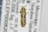  ( - CNCLEP00082092)  @13 [ ] CreativeCommons - Attribution Non-Commercial Share-Alike (2013) Jean-Francois Landry Canadian National Collection