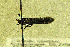  ( - CNCLEP00082406)  @12 [ ] CreativeCommons - Attribution Non-Commercial Share-Alike (2012) Jean-Francois Landry Canadian National Collection