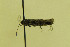  ( - CNCLEP00082407)  @12 [ ] CreativeCommons - Attribution Non-Commercial Share-Alike (2012) Jean-Francois Landry Canadian National Collection