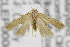  ( - CNCLEP00082780)  @14 [ ] CreativeCommons - Attribution Non-Commercial Share-Alike (2013) Jean-Francois Landry Canadian National Collection