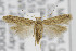  ( - CNCLEP00082866)  @14 [ ] CreativeCommons - Attribution Non-Commercial Share-Alike (2013) Jean-Francois Landry Canadian National Collection