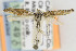  ( - CNCLEP00091873.1)  @13 [ ] CreativeCommons - Attribution Non-Commercial Share-Alike (2013) Jean-Francois Landry Canadian National Collection