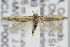  ( - CNCLEP00096839)  @11 [ ] CreativeCommons - Attribution Non-Commercial Share-Alike (2013) Jean-Francois Landry Canadian National Collection