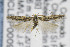  ( - CNCLEP00096843)  @11 [ ] CreativeCommons - Attribution Non-Commercial Share-Alike (2013) Jean-Francois Landry Canadian National Collection
