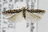  ( - CNCLEP00096845)  @11 [ ] CreativeCommons - Attribution Non-Commercial Share-Alike (2013) Jean-Francois Landry Canadian National Collection
