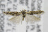  ( - CNCLEP00096846)  @11 [ ] CreativeCommons - Attribution Non-Commercial Share-Alike (2013) Jean-Francois Landry Canadian National Collection