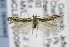  ( - CNCLEP00096848)  @11 [ ] CreativeCommons - Attribution Non-Commercial Share-Alike (2013) Jean-Francois Landry Canadian National Collection