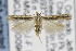  (Scrobipalpula nr. diffluella - CNCLEP00096849)  @12 [ ] CreativeCommons - Attribution Non-Commercial Share-Alike (2013) Jean-Francois Landry Canadian National Collection