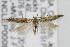  ( - CNCLEP00096850)  @11 [ ] CreativeCommons - Attribution Non-Commercial Share-Alike (2013) Jean-Francois Landry Canadian National Collection