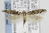  ( - CNCLEP00096994)  @14 [ ] CreativeCommons - Attribution Non-Commercial Share-Alike (2013) Jean-Francois Landry Canadian National Collection