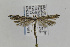  ( - CNCLEP00097078)  @13 [ ] CreativeCommons - Attribution Non-Commercial Share-Alike (2013) Jean-Francois Landry Canadian National Collection