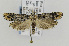  ( - CNCLEP00097098)  @13 [ ] CreativeCommons - Attribution Non-Commercial Share-Alike (2013) Jean-Francois Landry Canadian National Collection