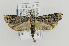 ( - CNCLEP00097099)  @13 [ ] CreativeCommons - Attribution Non-Commercial Share-Alike (2013) Jean-Francois Landry Canadian National Collection