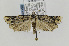  ( - CNCLEP00097101)  @13 [ ] CreativeCommons - Attribution Non-Commercial Share-Alike (2013) Jean-Francois Landry Canadian National Collection