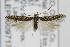  ( - CNCLEP00097172)  @11 [ ] CreativeCommons - Attribution Non-Commercial Share-Alike (2013) Jean-Francois Landry Canadian National Collection