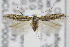  ( - CNCLEP00097174)  @11 [ ] CreativeCommons - Attribution Non-Commercial Share-Alike (2013) Jean-Francois Landry Canadian National Collection
