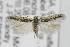  ( - CNCLEP00097176)  @11 [ ] CreativeCommons - Attribution Non-Commercial Share-Alike (2013) Jean-Francois Landry Canadian National Collection