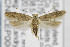  ( - CNCLEP00097275)  @14 [ ] CreativeCommons - Attribution Non-Commercial Share-Alike (2013) Jean-Francois Landry Canadian National Collection