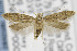  ( - CNCLEP00097276)  @15 [ ] CreativeCommons - Attribution Non-Commercial Share-Alike (2013) Jean-Francois Landry Canadian National Collection